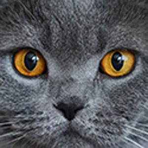 Jeu de mémoire · Facile · Chats