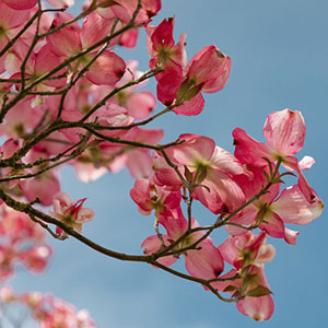 Jeu de mémoire · Facile · Japon