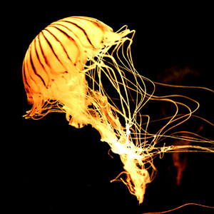 Jeu de mémoire moyen