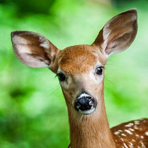 Jeu de mémoire · Moyen · Forêt