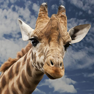 Jeu de mémoire · Moyen · Animaux sauvages