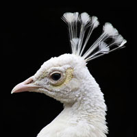 Jeu de mémoire · Difficile · Oiseaux