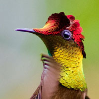 Jeu de mémoire · Difficile · Colibris