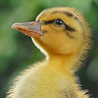 Jeu de mémoire · Difficile · Bébés animaux