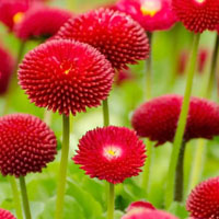 Jeu de mémoire · Difficile · Fleurs