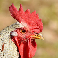 Jeu de mémoire · Difficile · Ferme