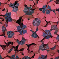 Jeu de mémoire · Difficile · Feuilles