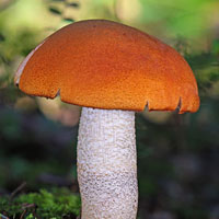 Jeu de mémoire · Difficile · Champignons