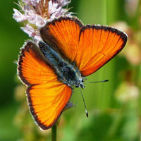 Jeu de mémoire · Difficile · Papillons