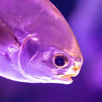 Jeu de mémoire · Difficile · Poissons